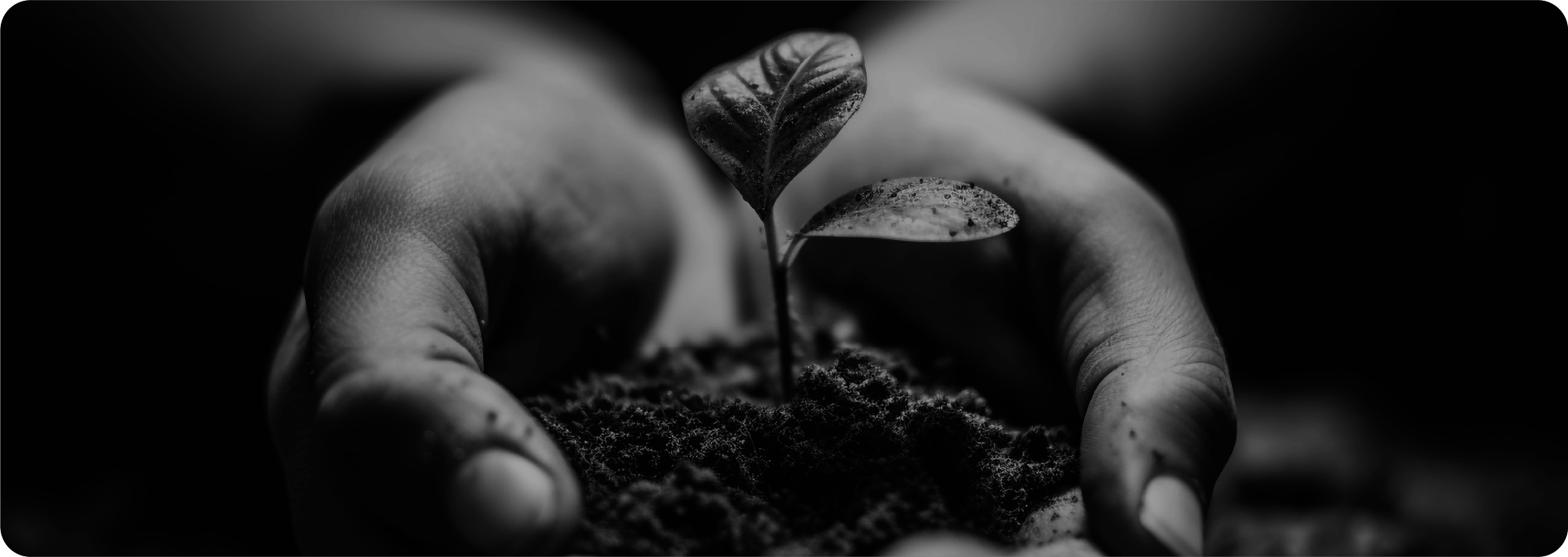 Our Plant First Focus